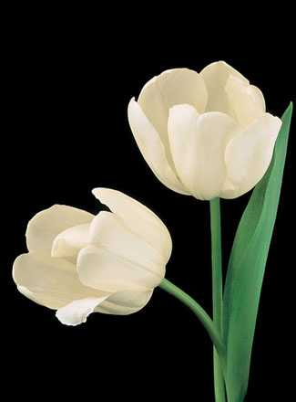 سجل حضورك بوردة او زهور زينه تعجبك - صفحة 30 Lamb_tulip